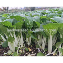 CC08 Yinong excellent disease resistant hybrid chinese cabbage seeds